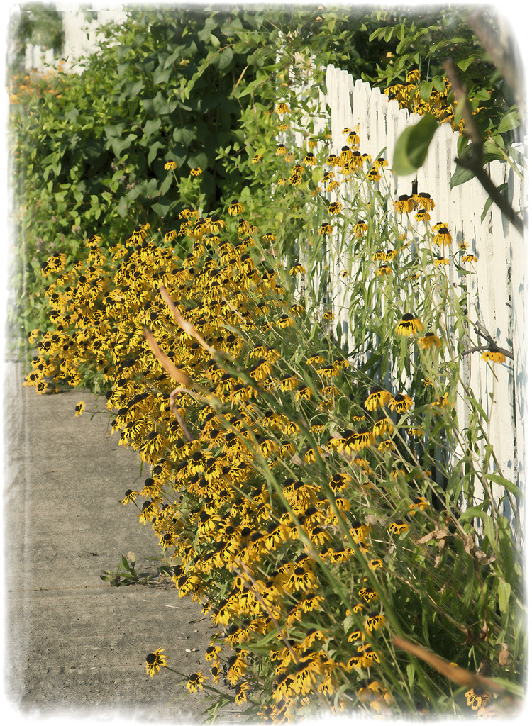 Summer Sidewalk by gardencat