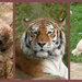 Zoo Collage by 30pics4jackiesdiamond