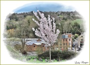 23rd Mar 2017 - Old Mills, Valleys and Blossom.