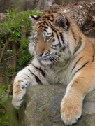 22nd Mar 2017 - Tiger Cub