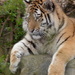 Tiger Cub by 30pics4jackiesdiamond