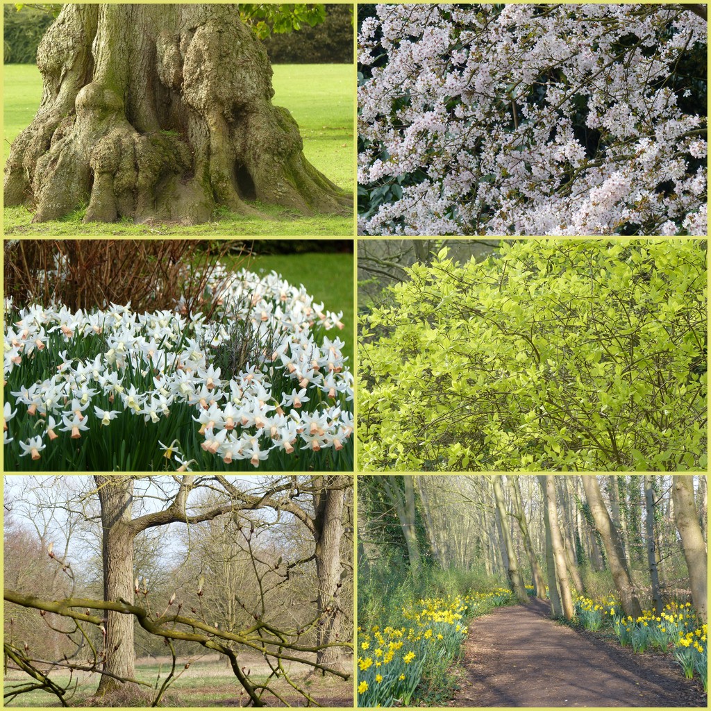 Spring Walk at Anglesey Abbey by foxes37