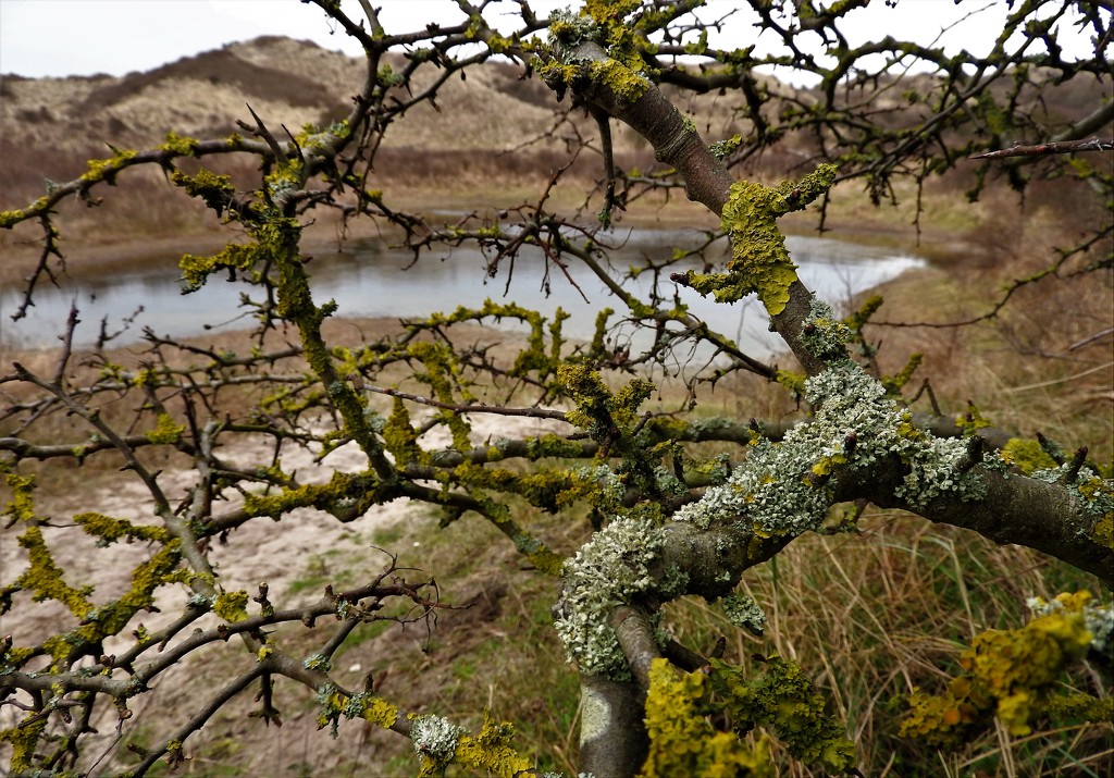 DSCN0300 lichen on branches of sea buckthorn by marijbar