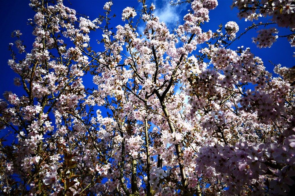 Cherry Blossom by carole_sandford