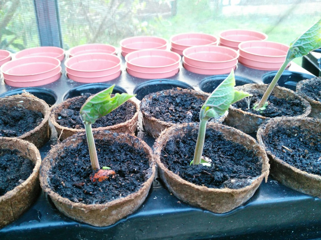 Runner bean seedlings by jmdspeedy