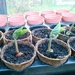 Runner bean seedlings by jmdspeedy