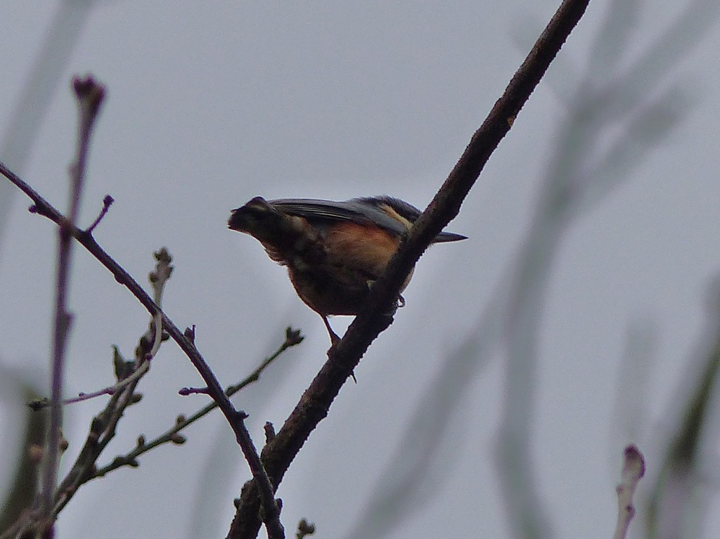  Nuthatch in Greenwich Park by susiemc