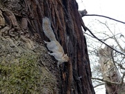 21st Mar 2017 -  Squirrels in Greenwich Park