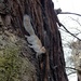  Squirrels in Greenwich Park by susiemc