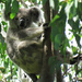 the distance factor by koalagardens