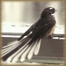 Fantail is a N Z native bird  by Dawn