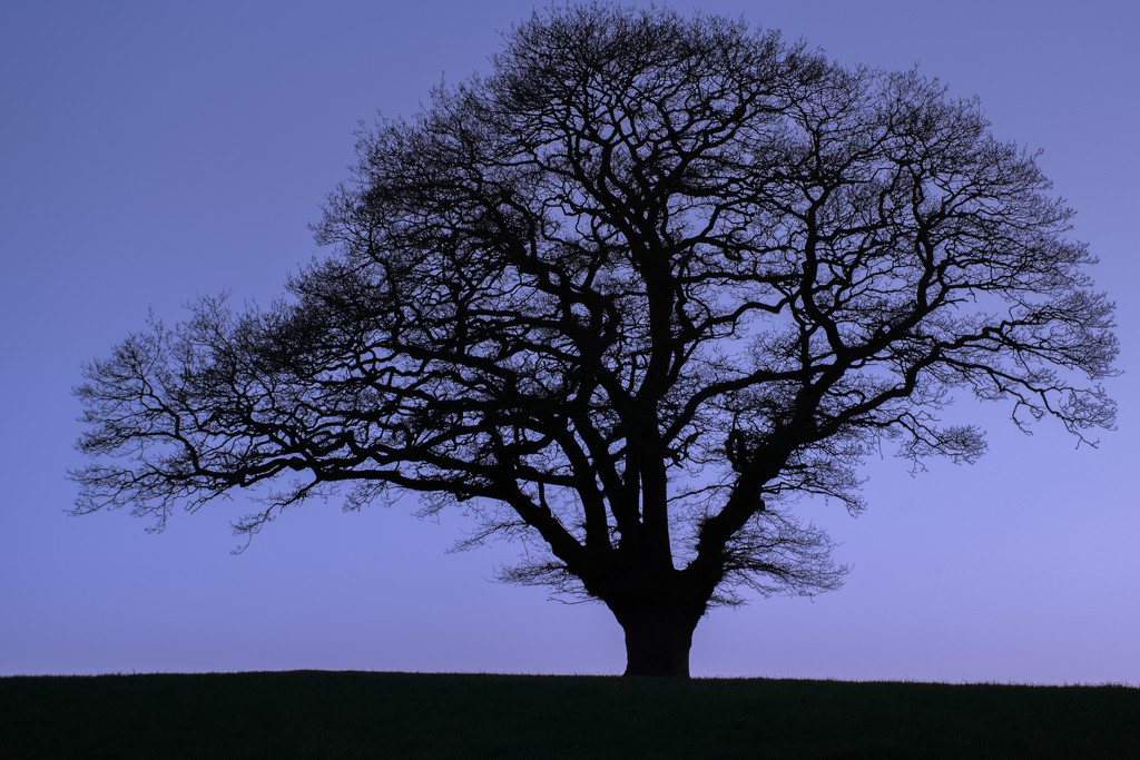 Blue Oak by rjb71