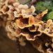 Wood Funghi by phil_sandford