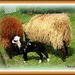 Baa, Baa, Black Sheep by vernabeth