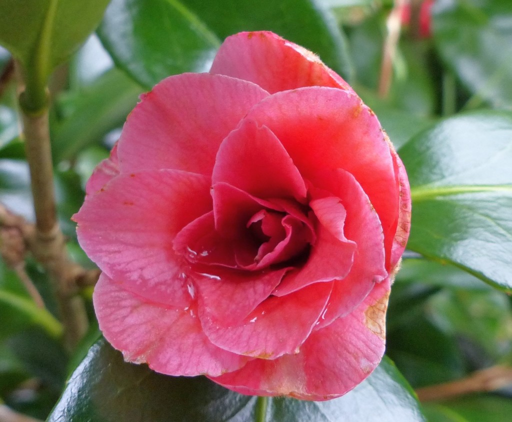  Camellia in the Garden by susiemc