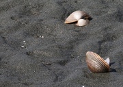 12th Mar 2017 - Shells in the Sand