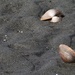 Shells in the Sand by kimmer50
