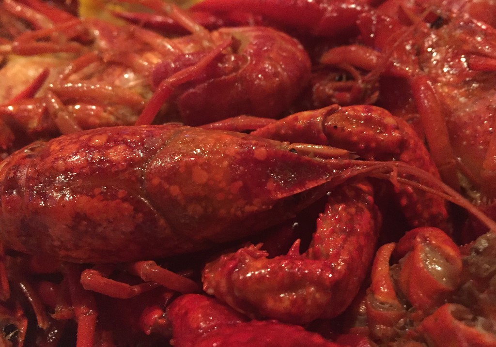 Louisiana Crawfish by eudora