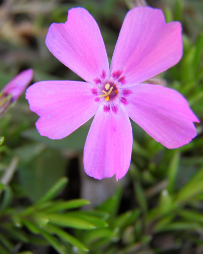 Creeping Phlox by daisymiller