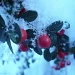 winter berries by miranda