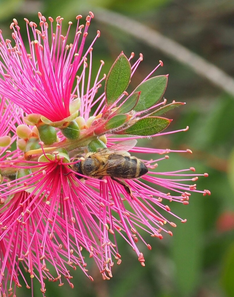 A bottle brush flower and bee by Dawn