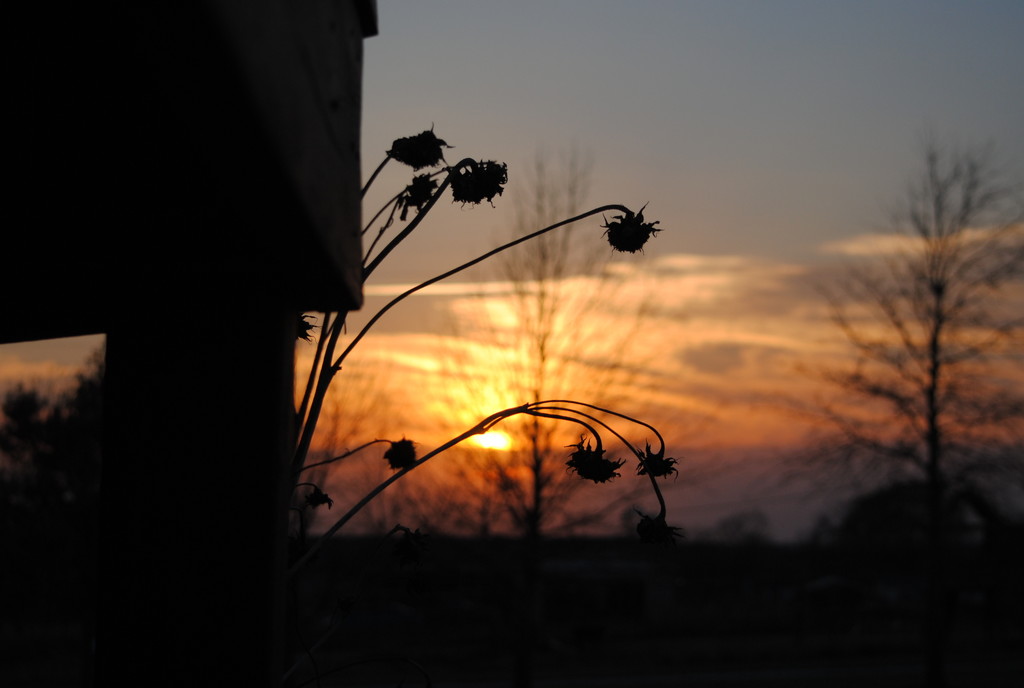 Sunflower Silhouettes at Sunset by genealogygenie