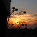 Sunflower Silhouettes at Sunset by genealogygenie