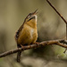 CarolinaWren Singing It's Heart Out! by rickster549