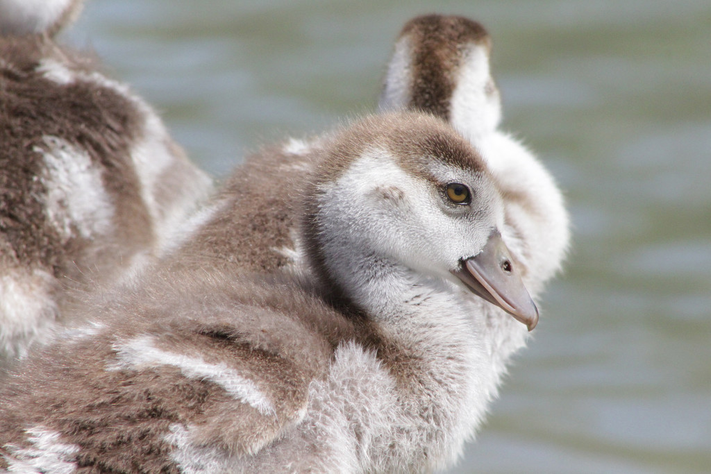 Fuzzy Duckling by gaylewood