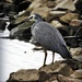 White-faced heron by yorkshirekiwi