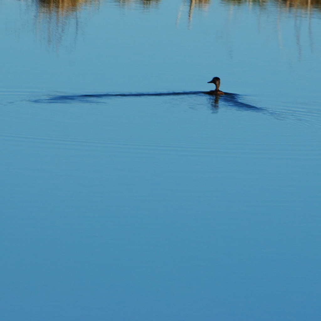 The Lone Duck and His Shadow by genealogygenie