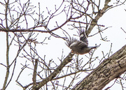 23rd Mar 2017 - Woodpecker in flight