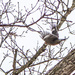 Woodpecker in flight by rminer