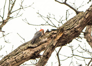 23rd Mar 2017 - Woodpecker in a tree