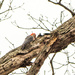 Woodpecker in a tree by rminer