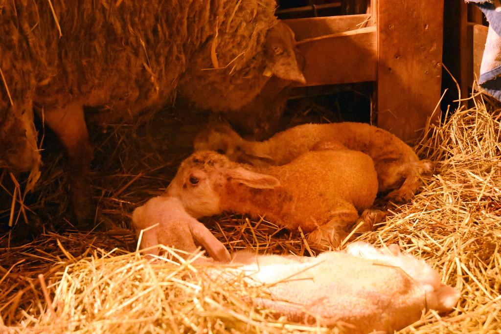 All Three Are Together In Their New Life  by farmreporter