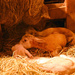 All Three Are Together In Their New Life  by farmreporter