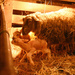 All Three Are On Their Feet With New Life  by farmreporter