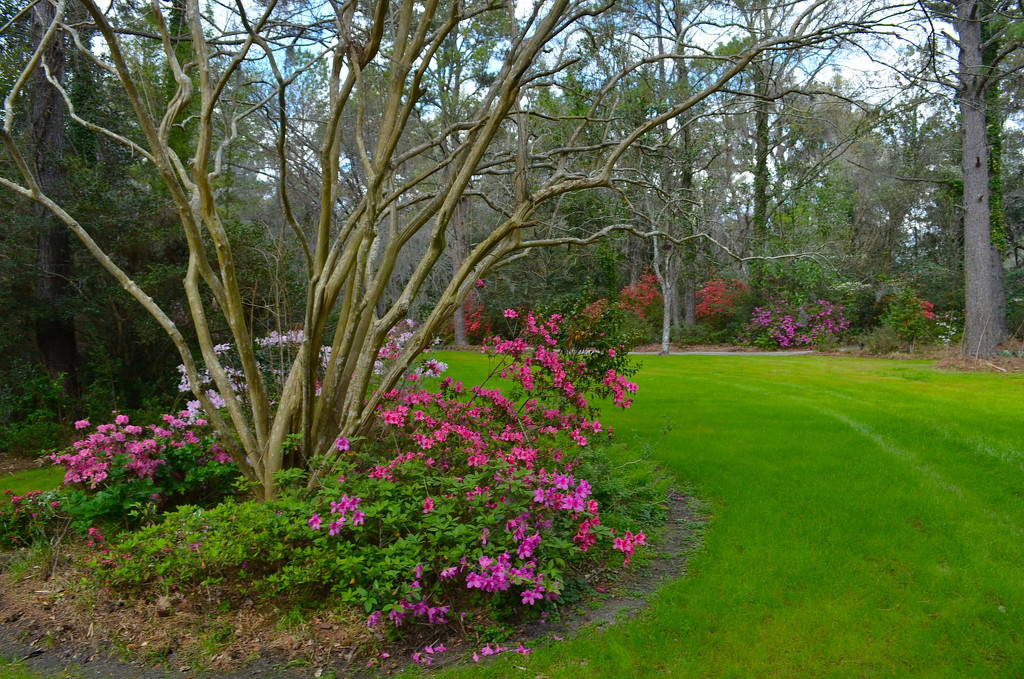 Magnolia Gardens, March 2017 by congaree