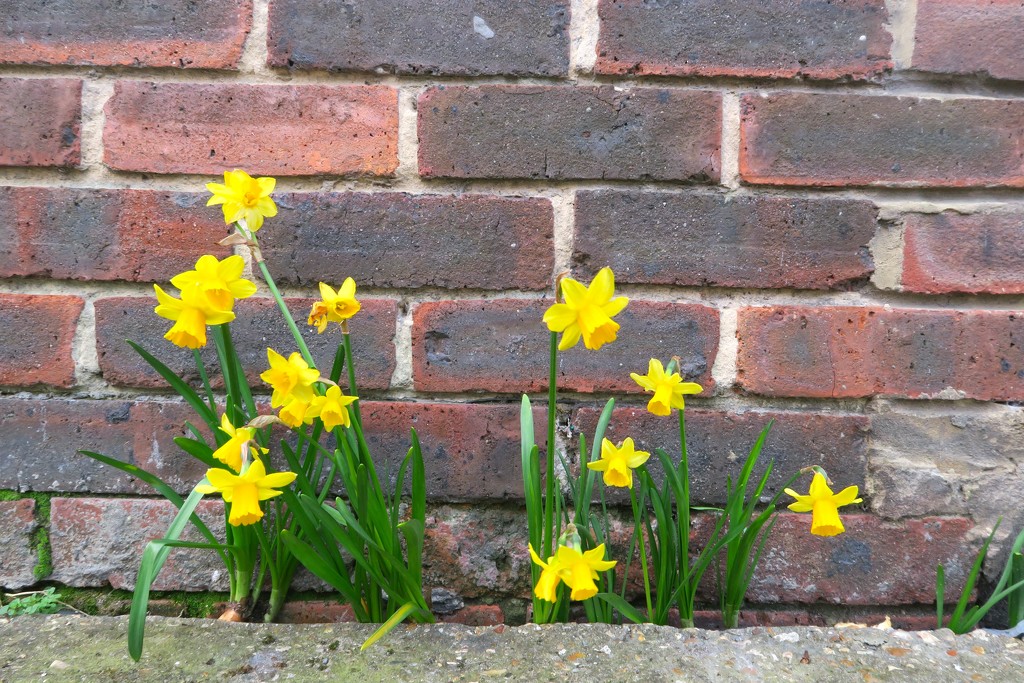 Miniature Daffodils by davemockford