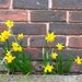 Miniature Daffodils by davemockford