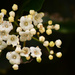 spring flower week - 1 by ianmetcalfe