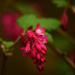 spring flower week - 2 by ianmetcalfe