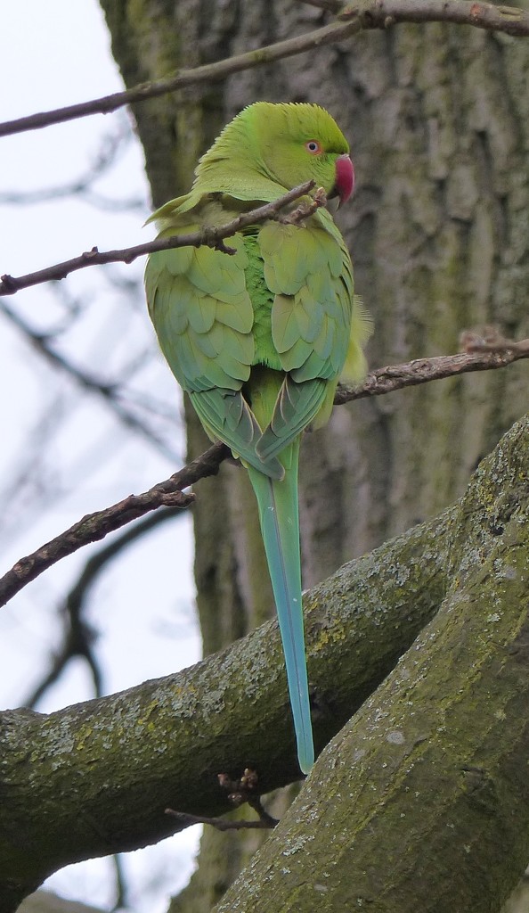 Another Parakeet in Greenwich Park by susiemc