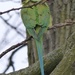 Another Parakeet in Greenwich Park by susiemc