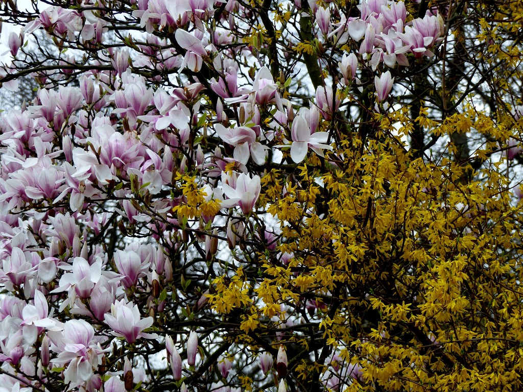  Magnolia and Forsythia in Greenwich  by susiemc