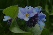 24th Mar 2017 - Forget-me-not