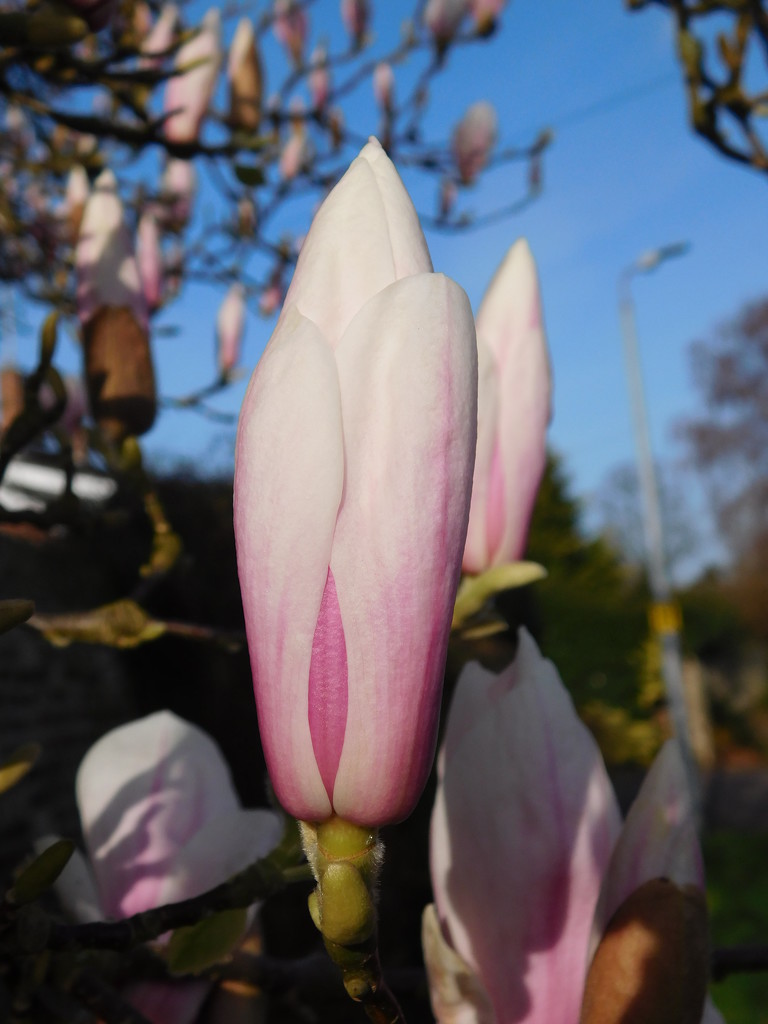  Magnificent magnolia by 365anne
