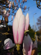 24th Mar 2017 -  Magnificent magnolia