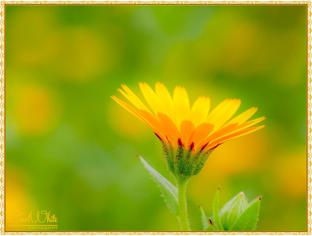 Field Marigold, Cyprus by carolmw